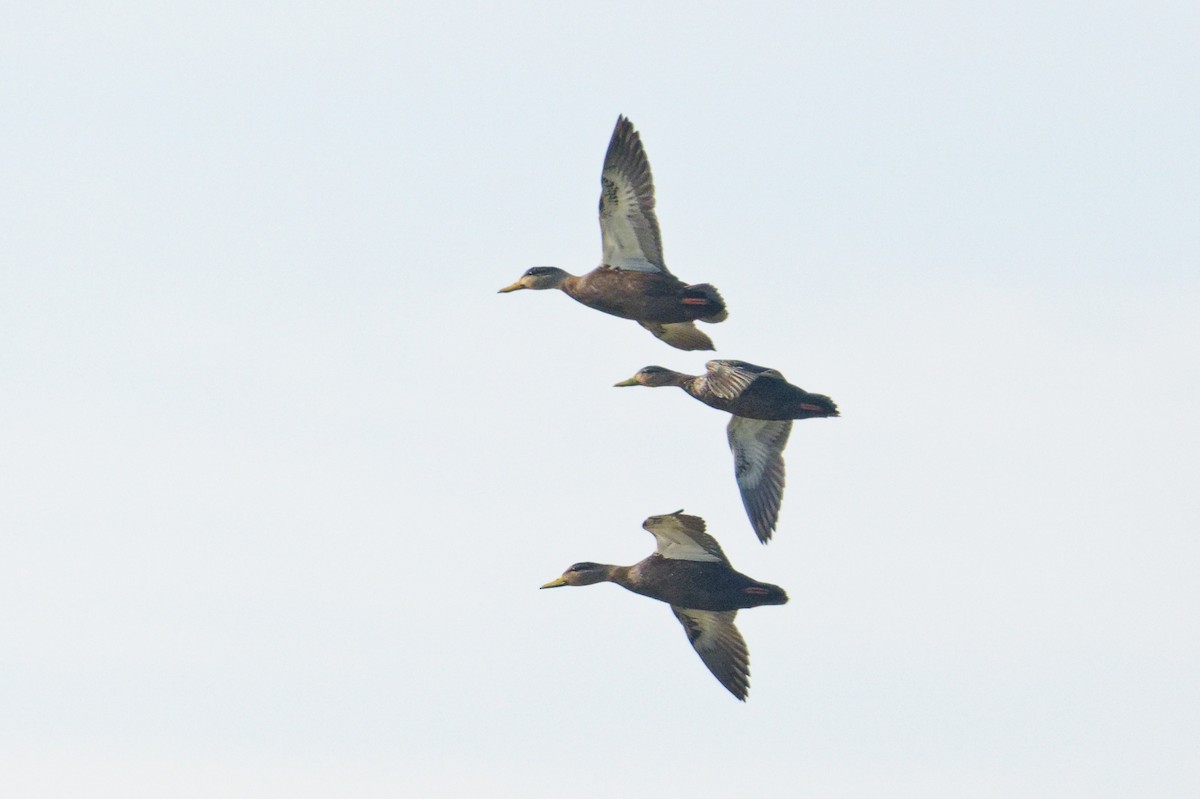 American Black Duck - ML646330554