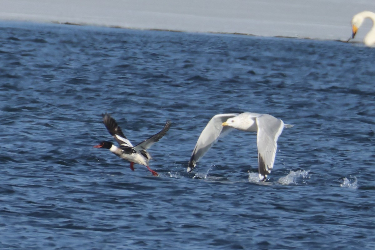 Крех середній - ML646330559