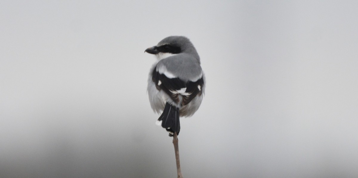 ťuhýk americký - ML646330563