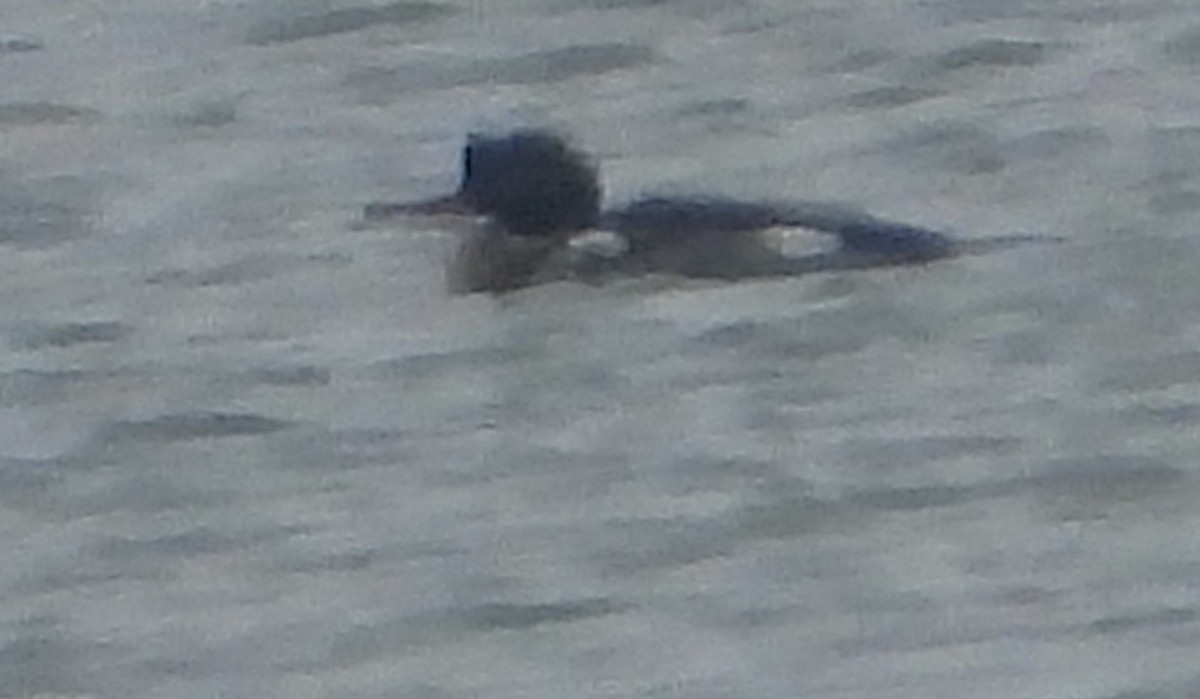 Крех середній - ML646330564