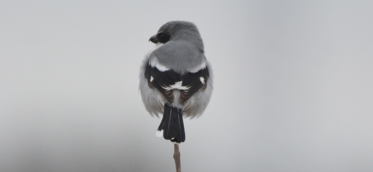 ťuhýk americký - ML646330572