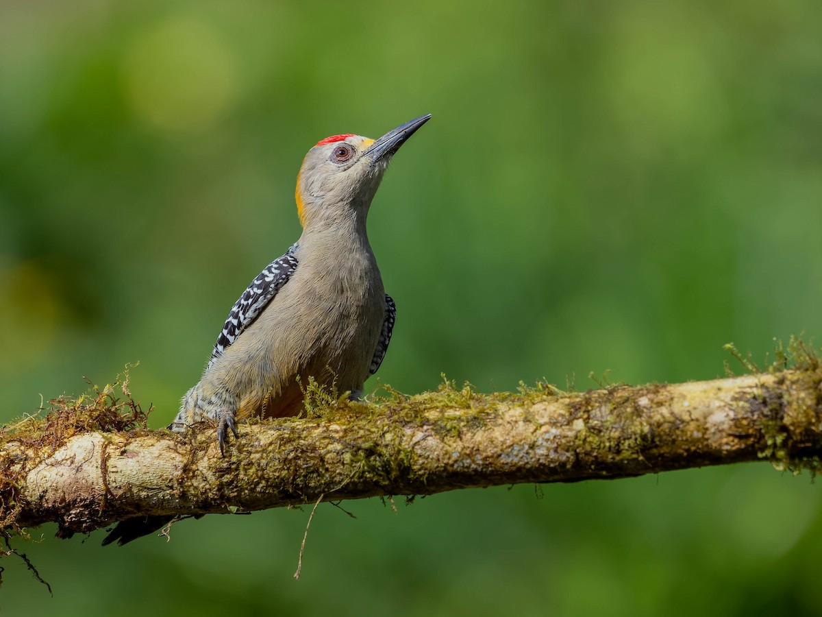 Hoffmann's Woodpecker - ML646330573