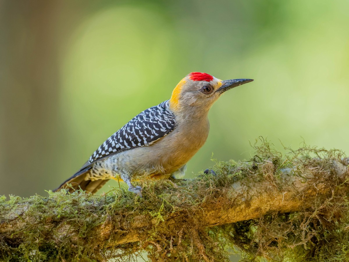Hoffmann's Woodpecker - ML646330574
