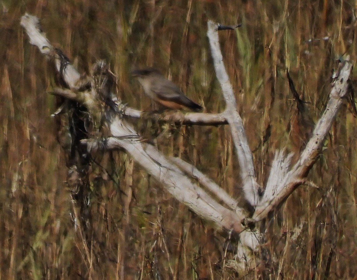 Moucherolle à ventre roux - ML646330577