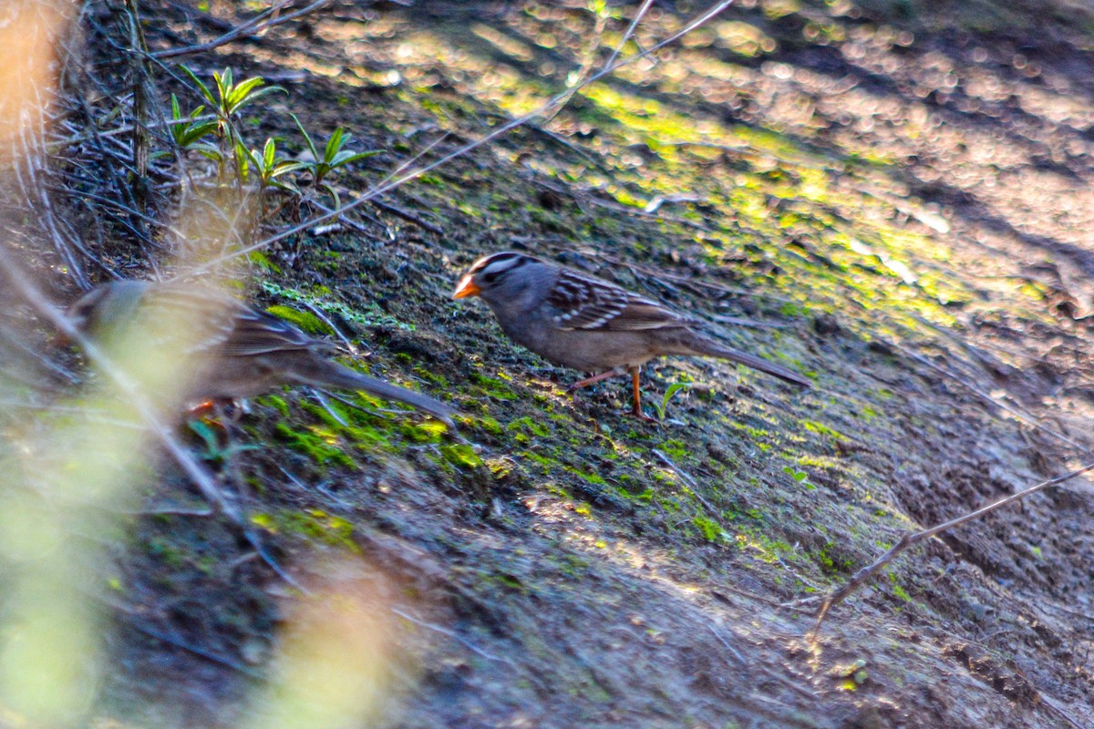 Bruant à couronne blanche (gambelii) - ML646330578