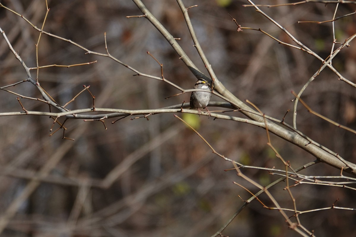 Bruant à gorge blanche - ML646330579