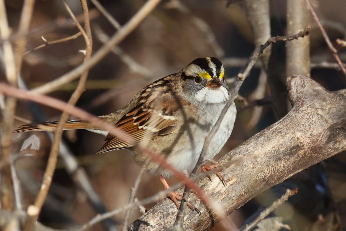 Bruant à gorge blanche - ML646330580