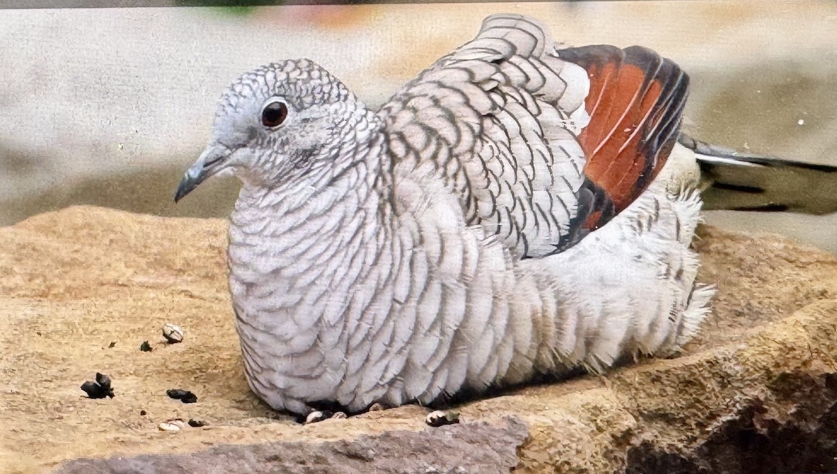 Colombe inca - ML646330581