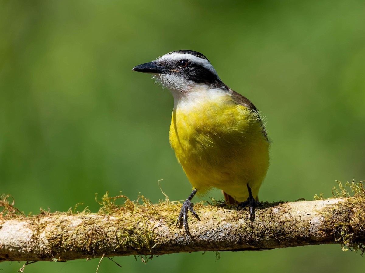 Tyran quiquivi - ML646330582