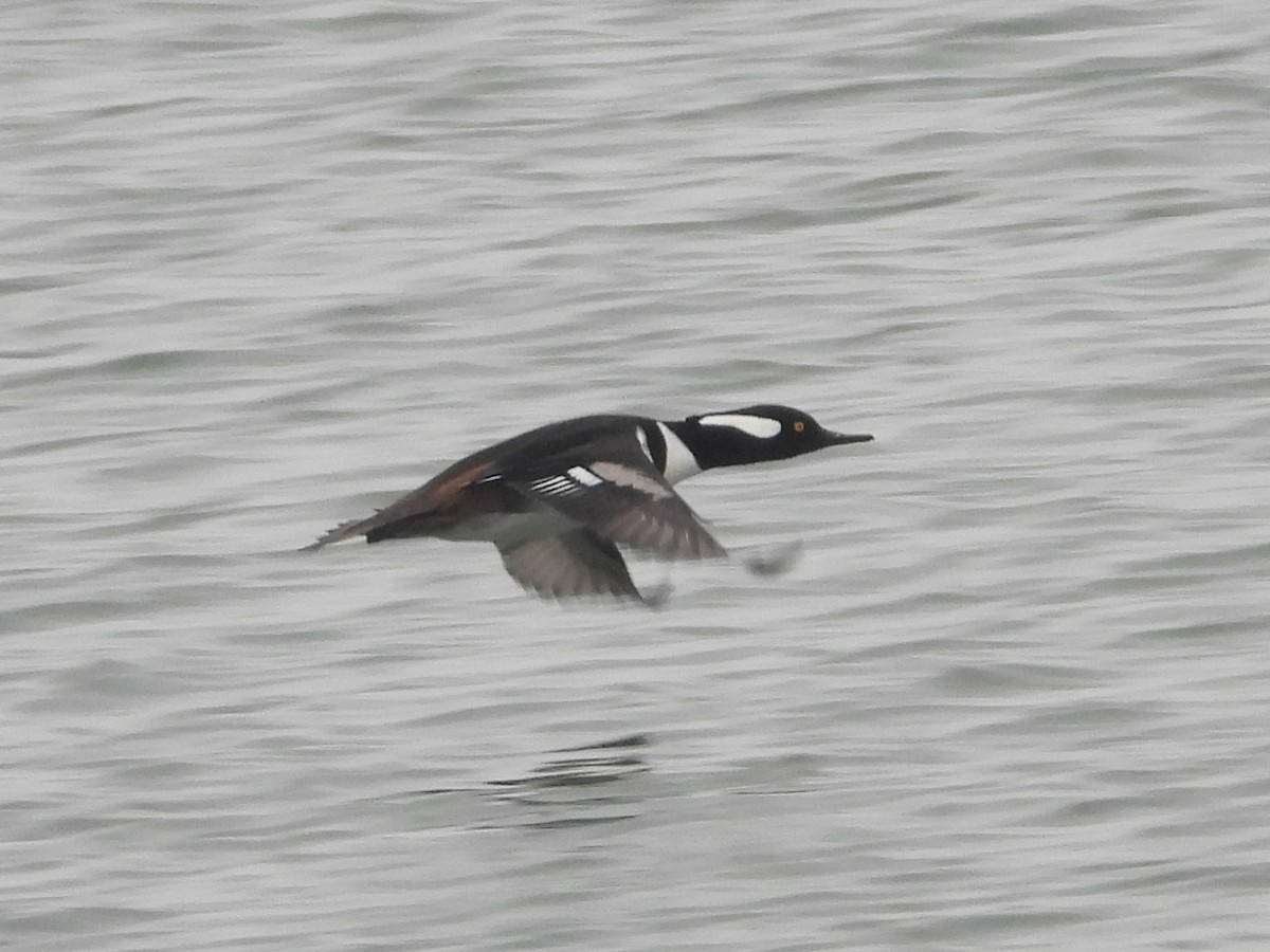 Harle couronné - ML646330583