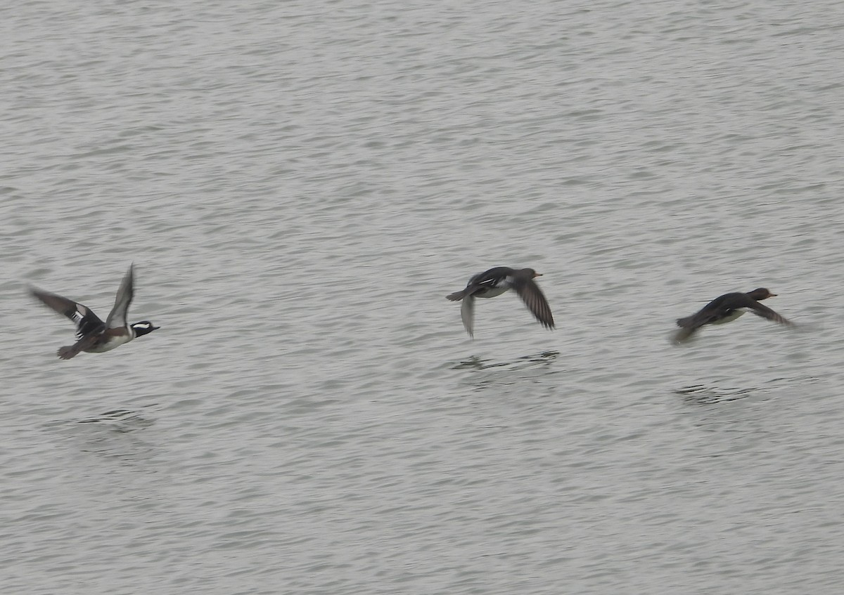 Harle couronné - ML646330584