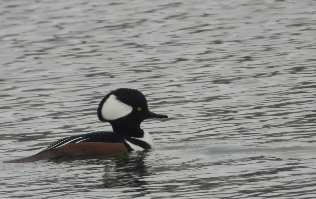 Harle couronné - ML646330585