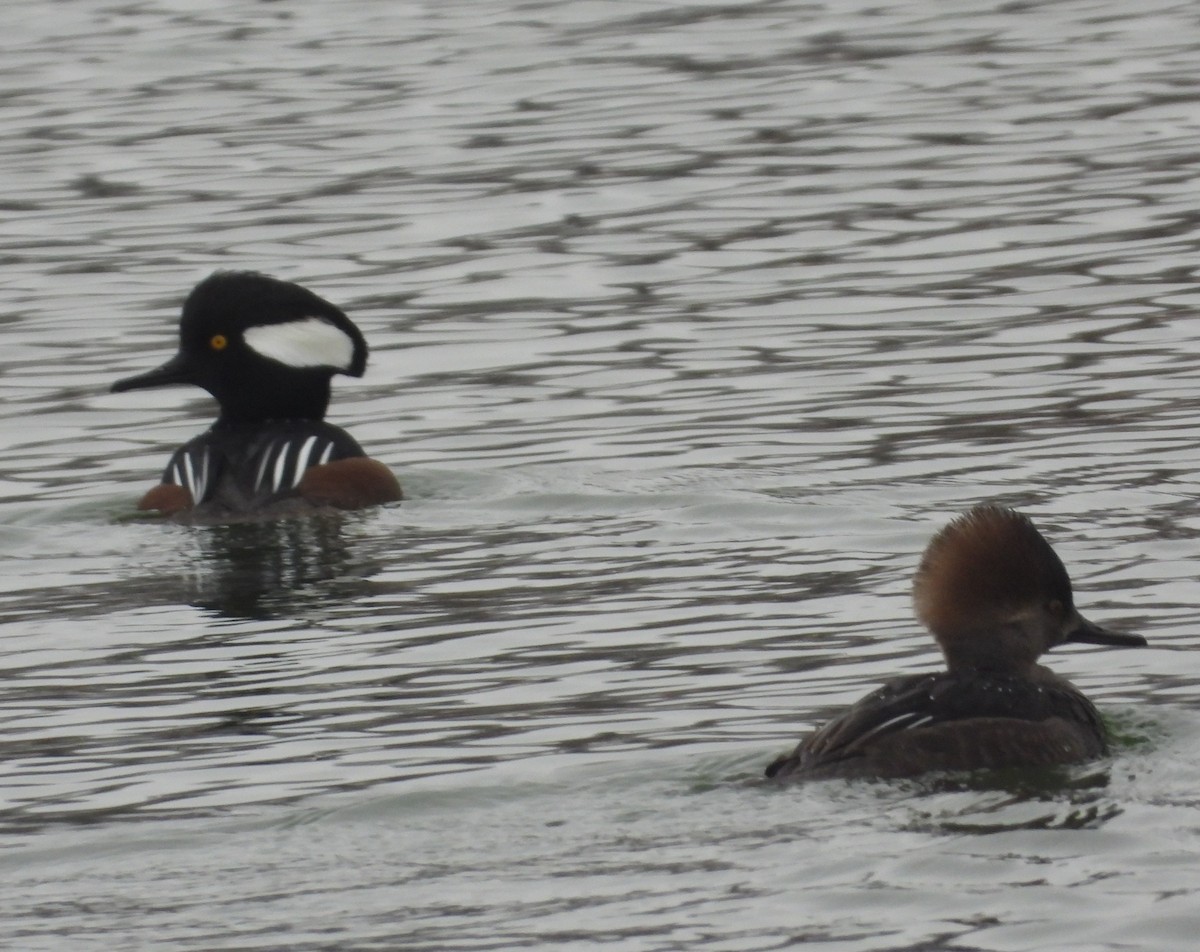 Harle couronné - ML646330586