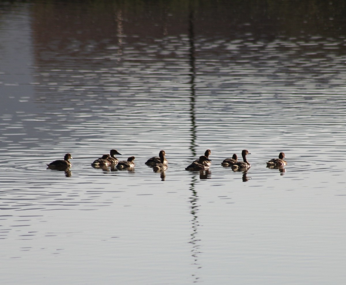 Dendrocygne fauve - ML646330592