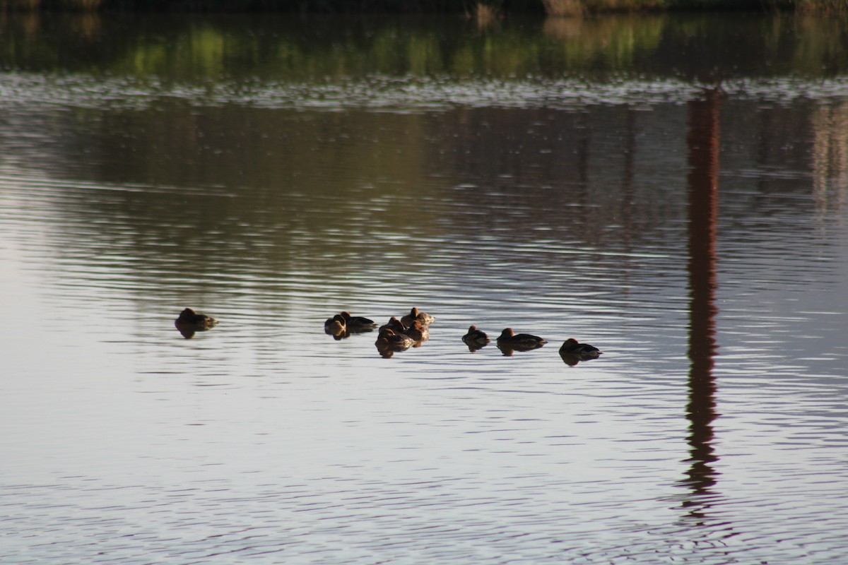 Dendrocygne fauve - ML646330593