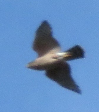 Falco sp. - ML646330594