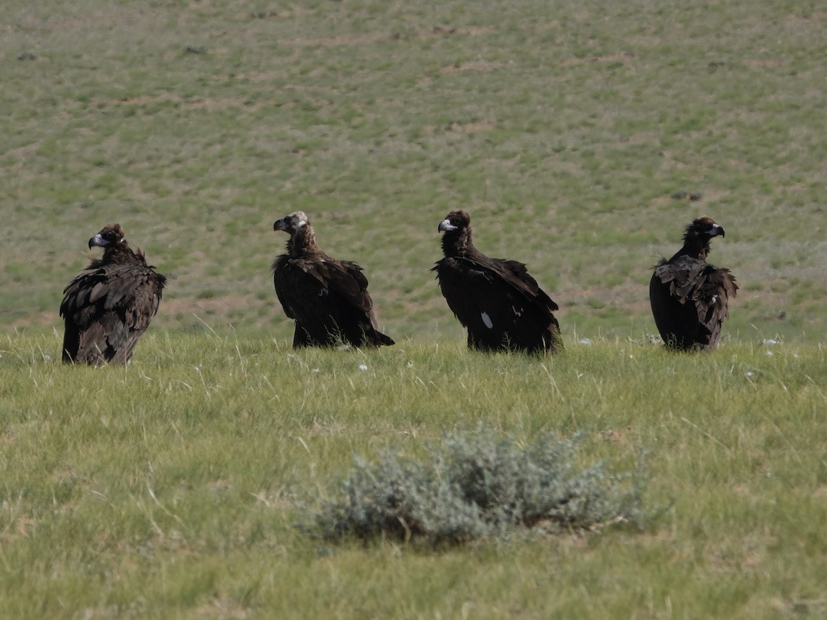 Vautour moine - ML646330595