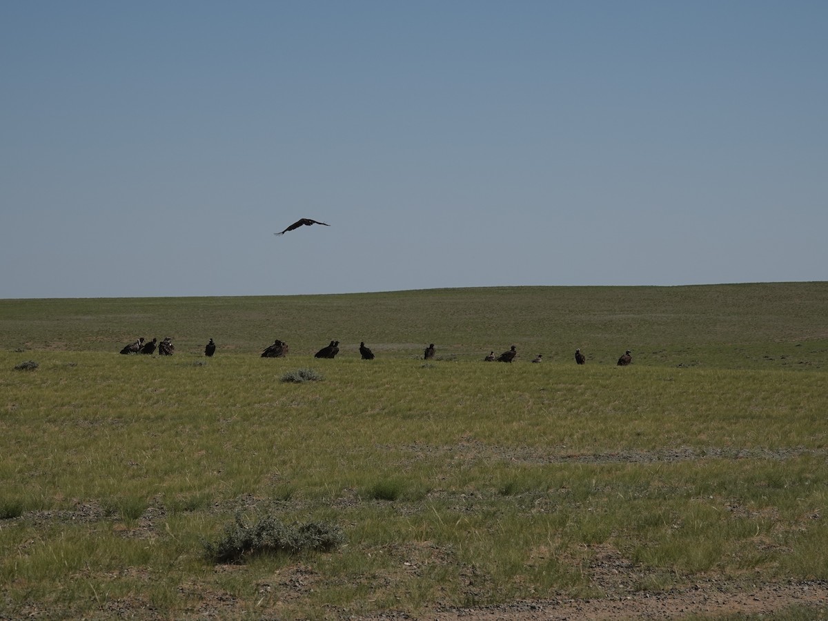 Vautour moine - ML646330598