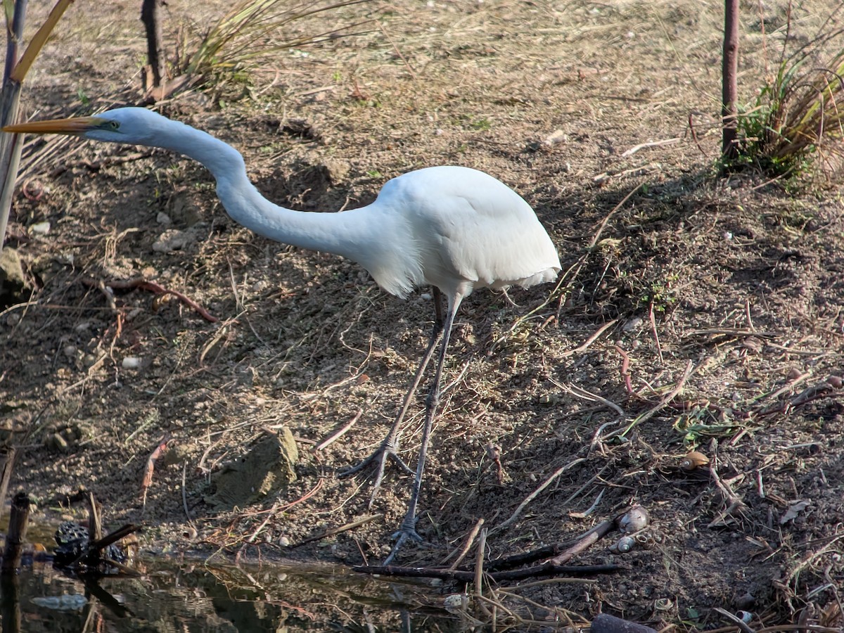 Grande Aigrette - ML646330600