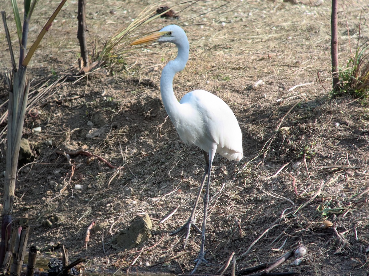 Grande Aigrette - ML646330601