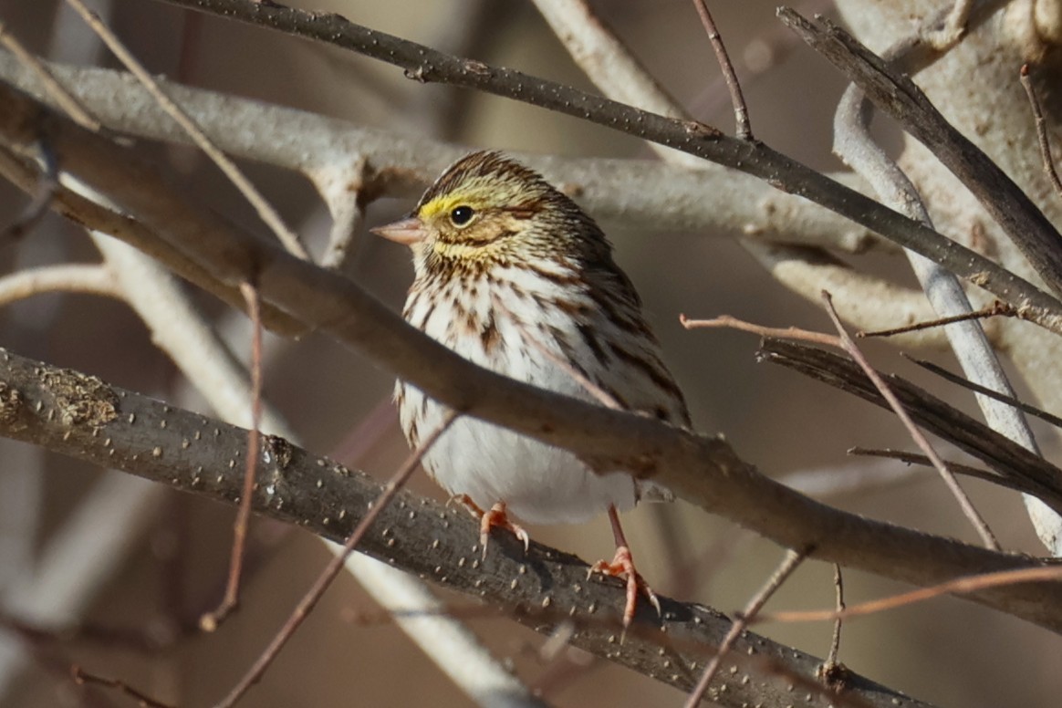 Bruant des prés - ML646330602