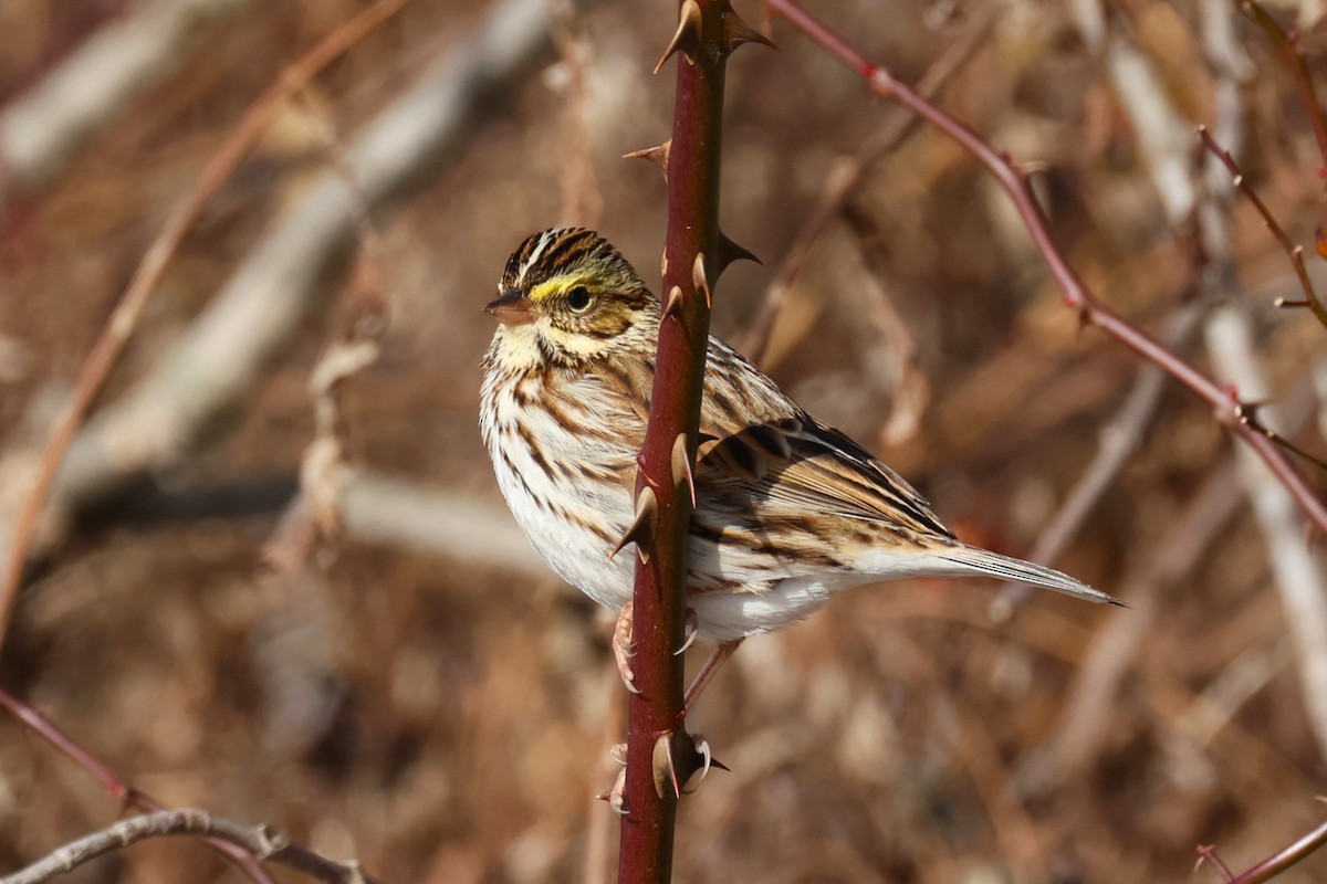 Bruant des prés - ML646330603