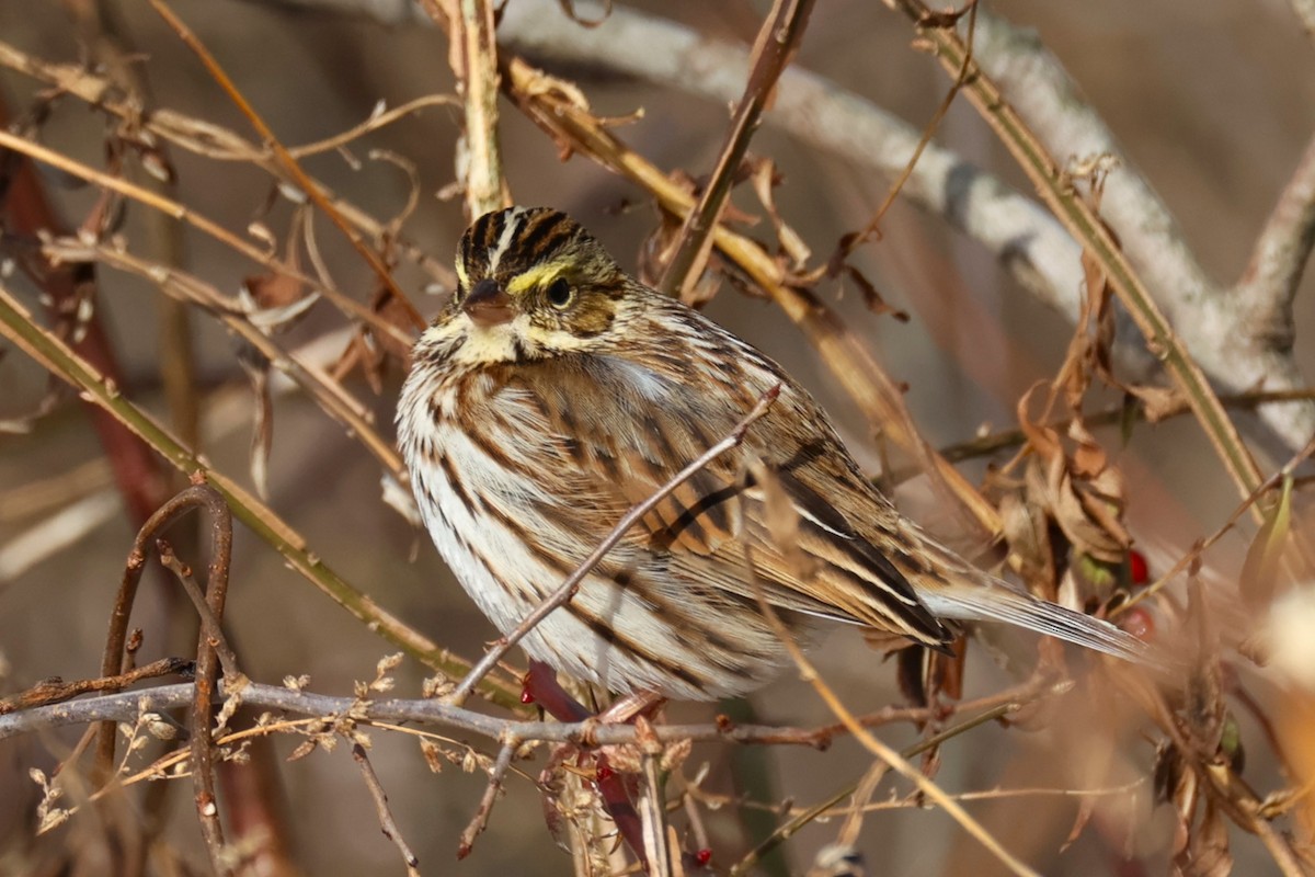 Bruant des prés - ML646330604
