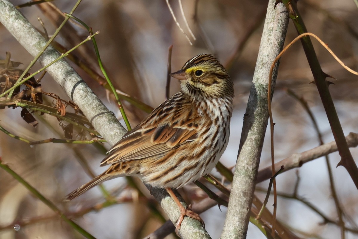 Bruant des prés - ML646330605