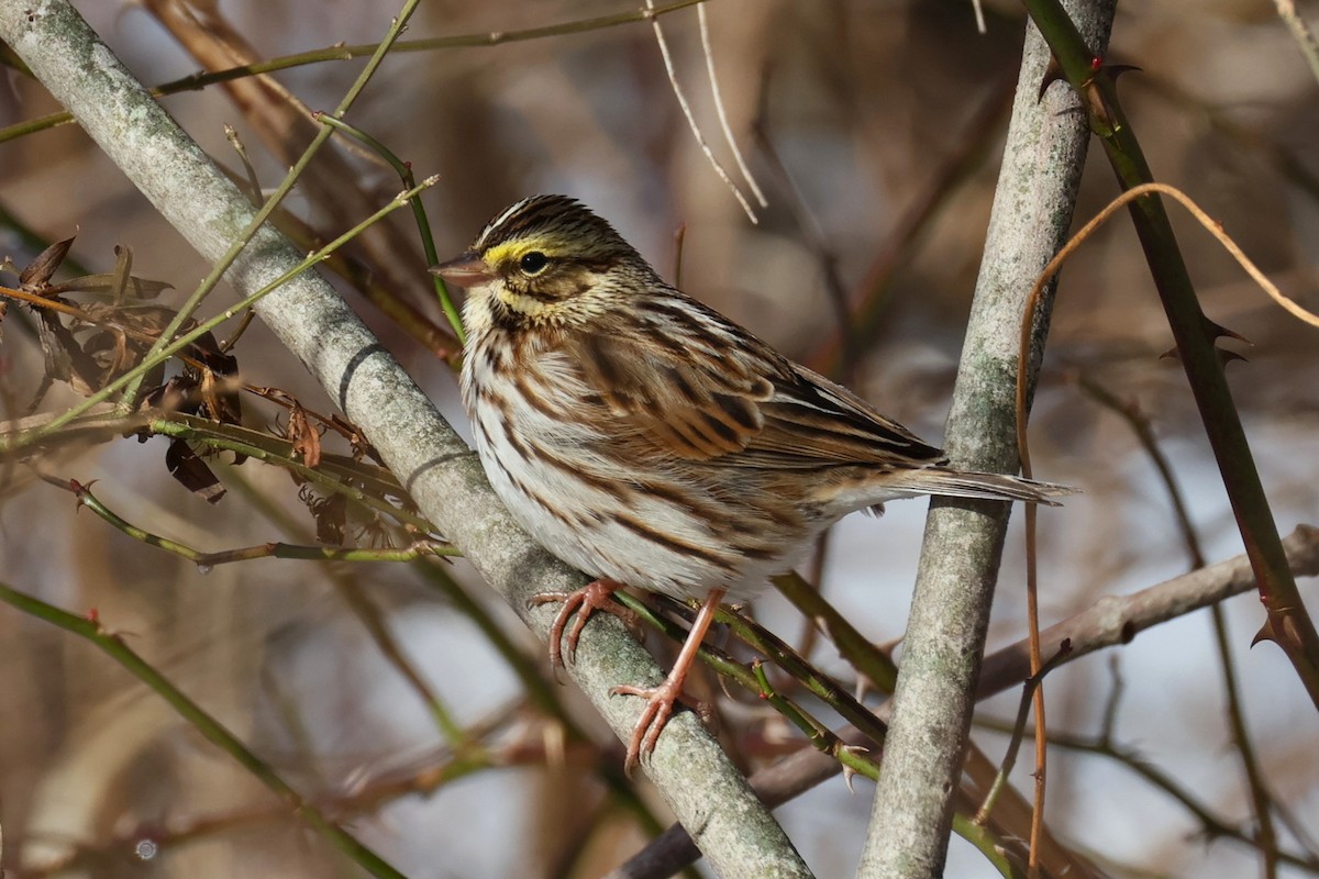 Bruant des prés - ML646330606