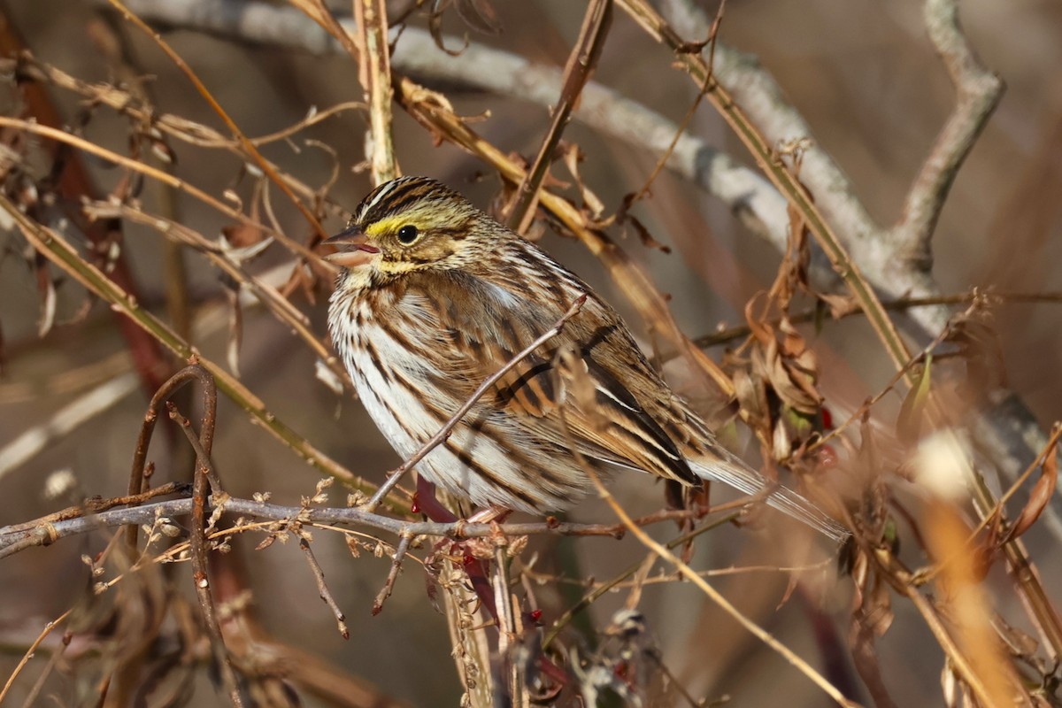 Bruant des prés - ML646330607