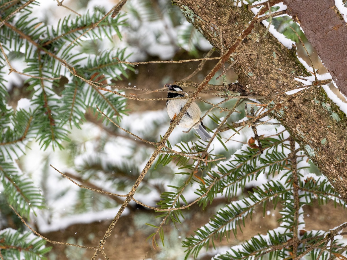 Mésange noire - ML646330608
