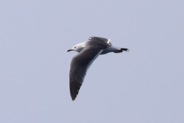 Goéland à queue noire - ML646330609
