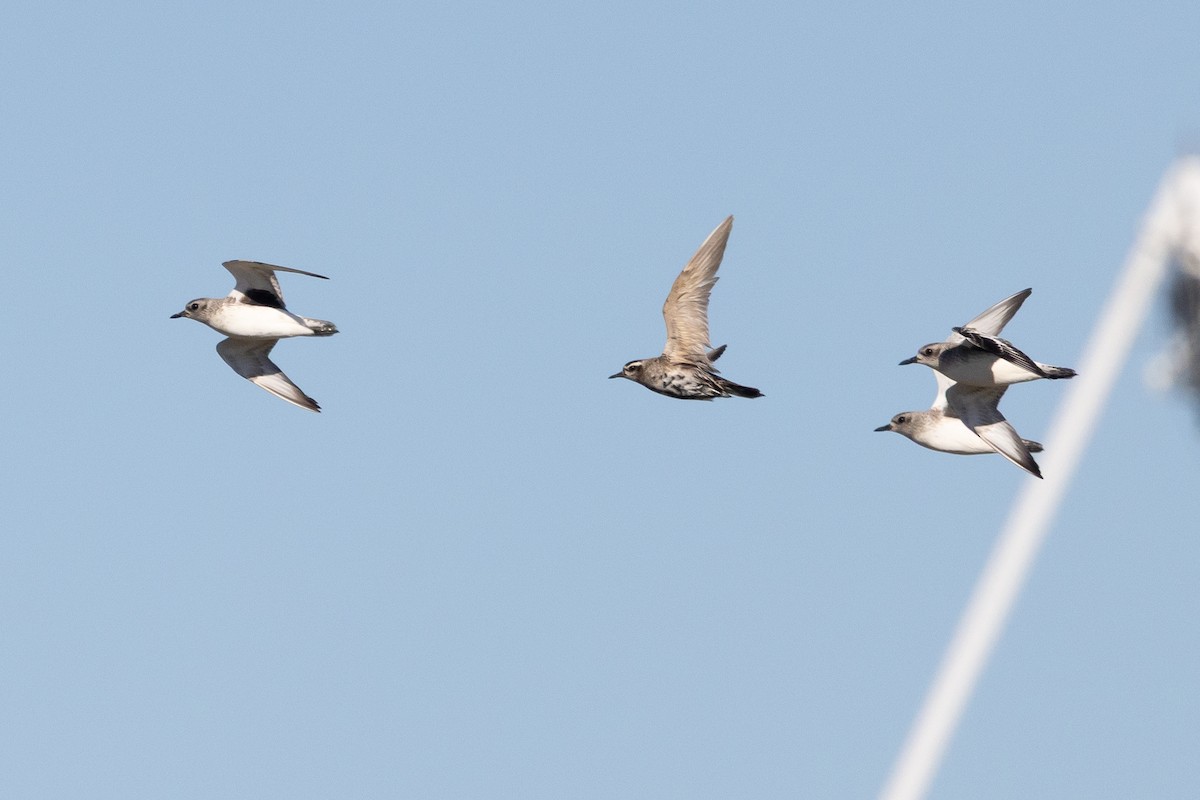 Pluvier bronzé - ML646330610