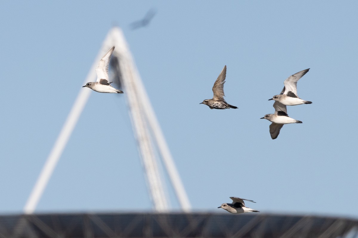 Pluvier bronzé - ML646330611