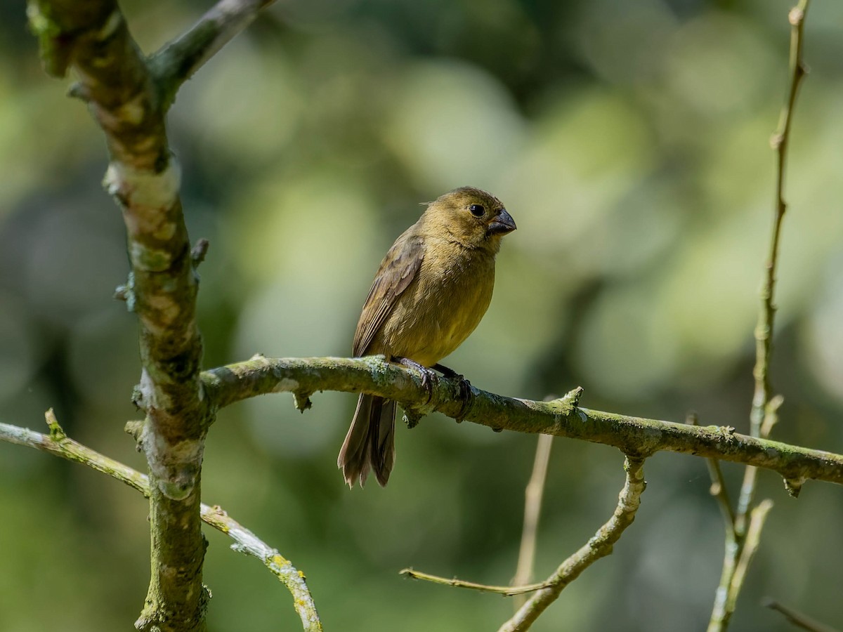 Sporophile variable - ML646330612