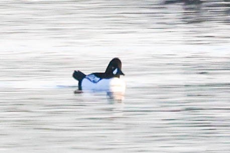 hohol severní x islandský (hybrid) - ML646330613