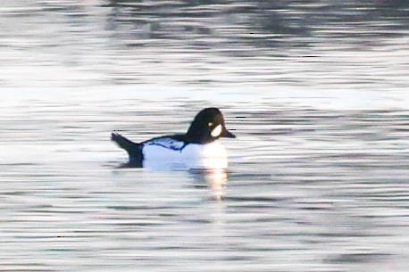 hohol severní x islandský (hybrid) - ML646330614