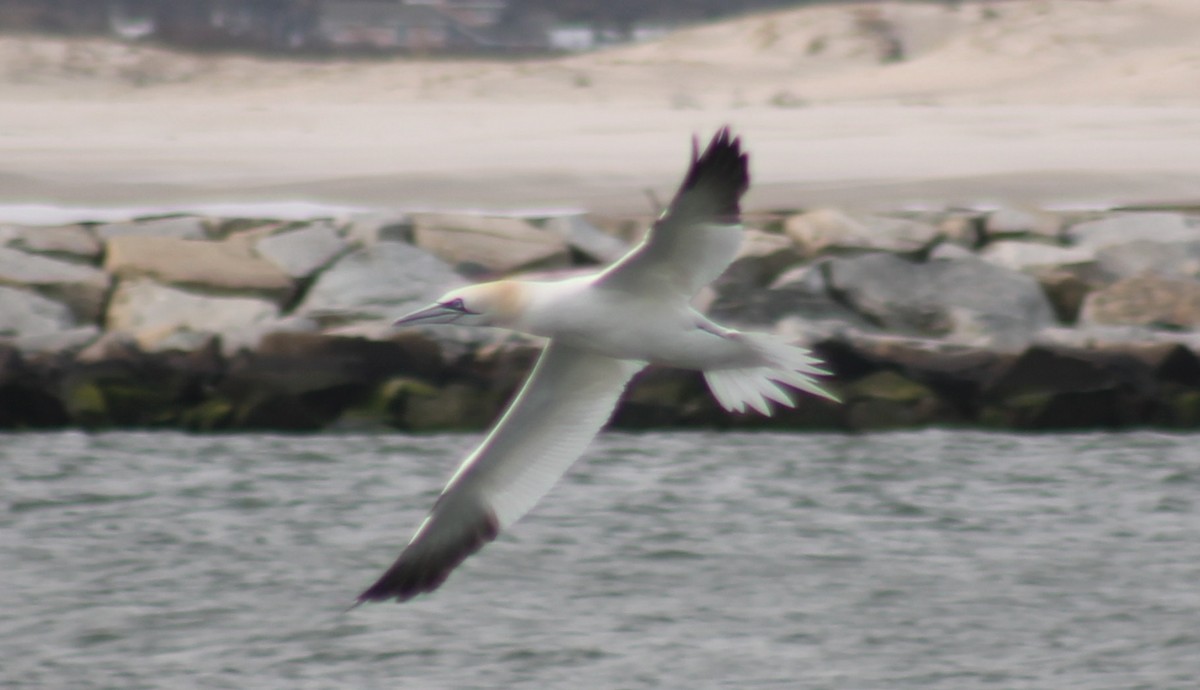 סולה מצויה - ML646330615