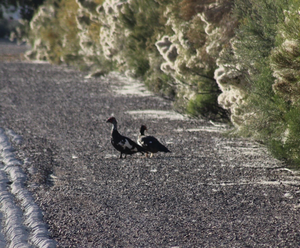 Muscovy Duck (Domestic type) - ML646330618
