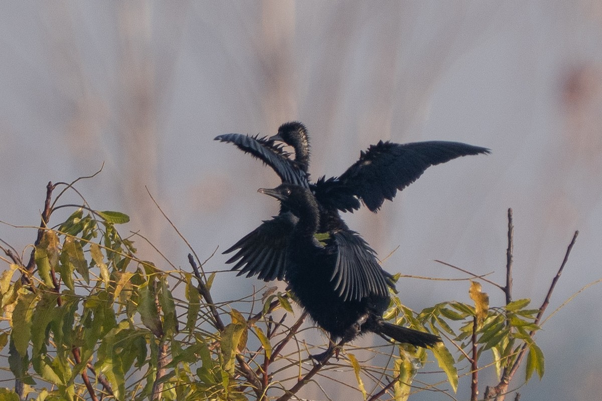 Little Cormorant - ML646330619