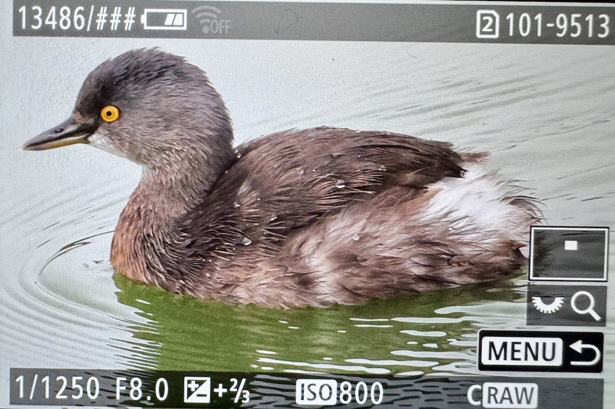 Least Grebe - ML646330620