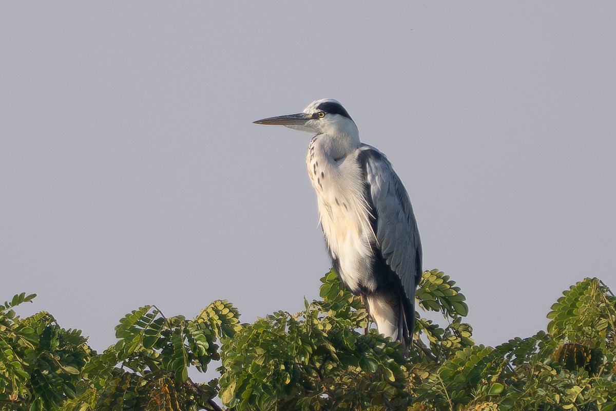 Gray Heron - ML646330623