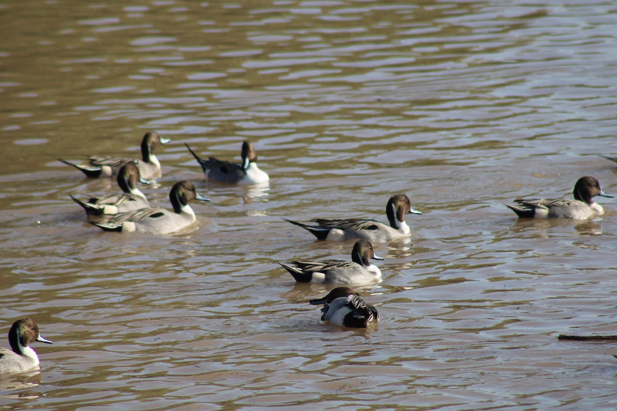 Northern Pintail - ML646330625