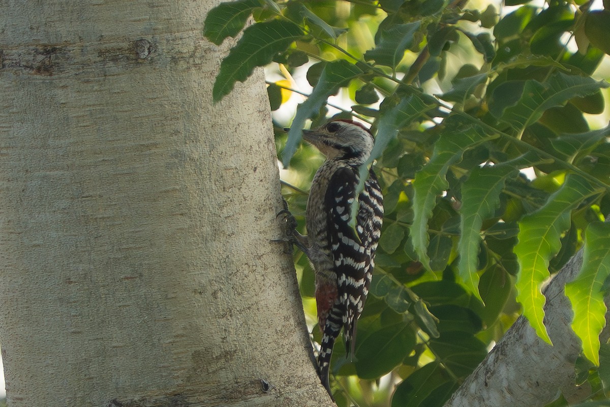 Freckle-breasted Woodpecker - ML646330632
