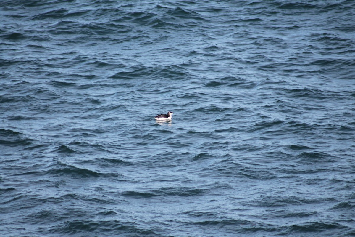 Pottorro arrunta - ML646330633