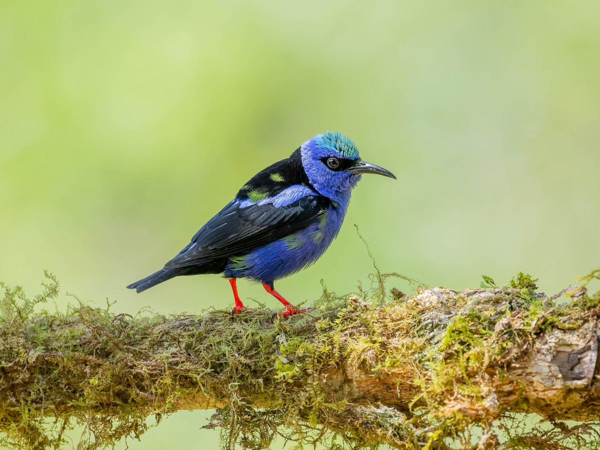Red-legged Honeycreeper - ML646330634