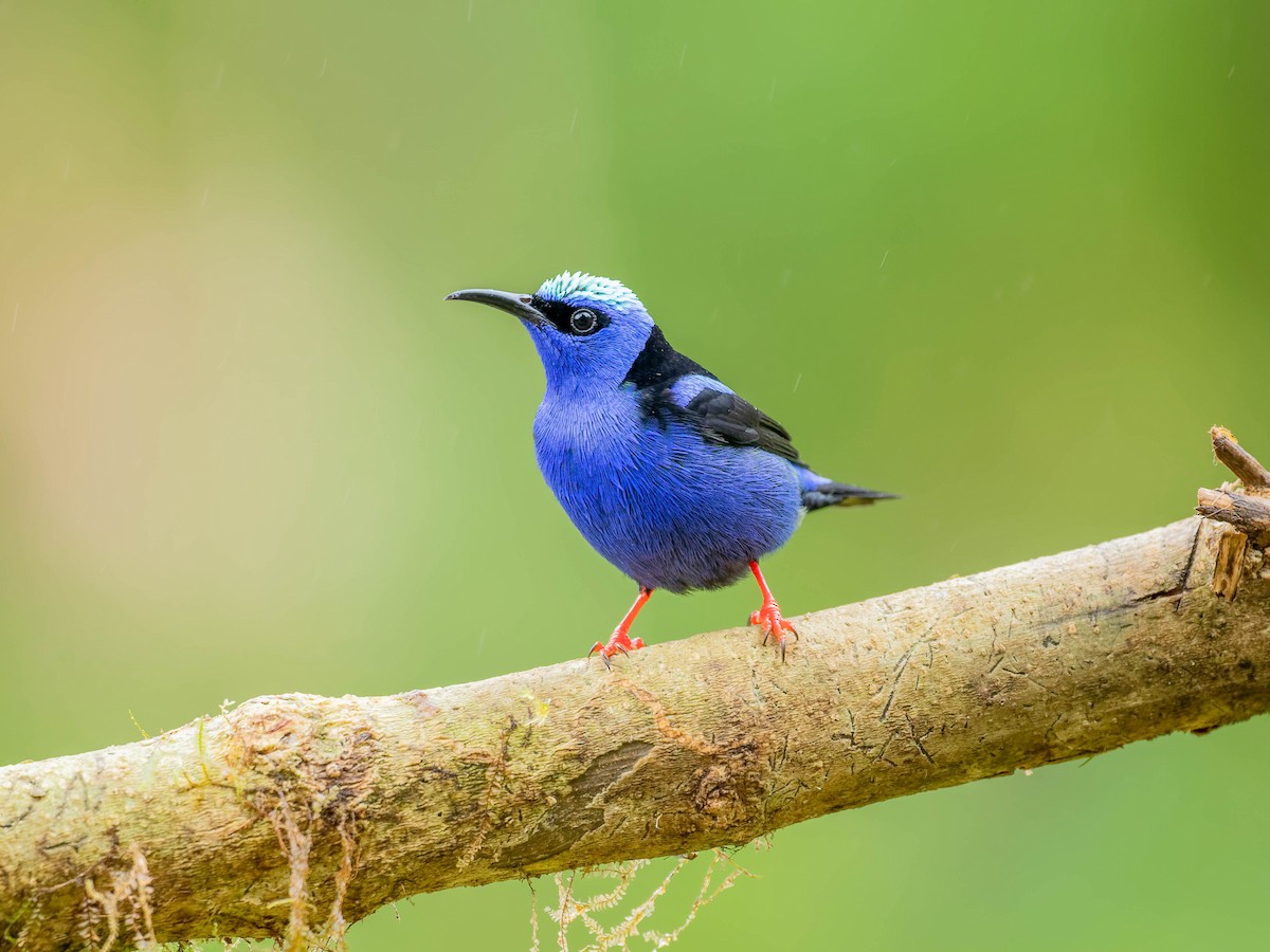 Red-legged Honeycreeper - ML646330635