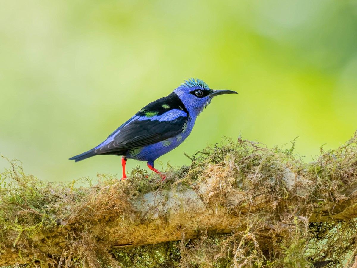Red-legged Honeycreeper - ML646330636