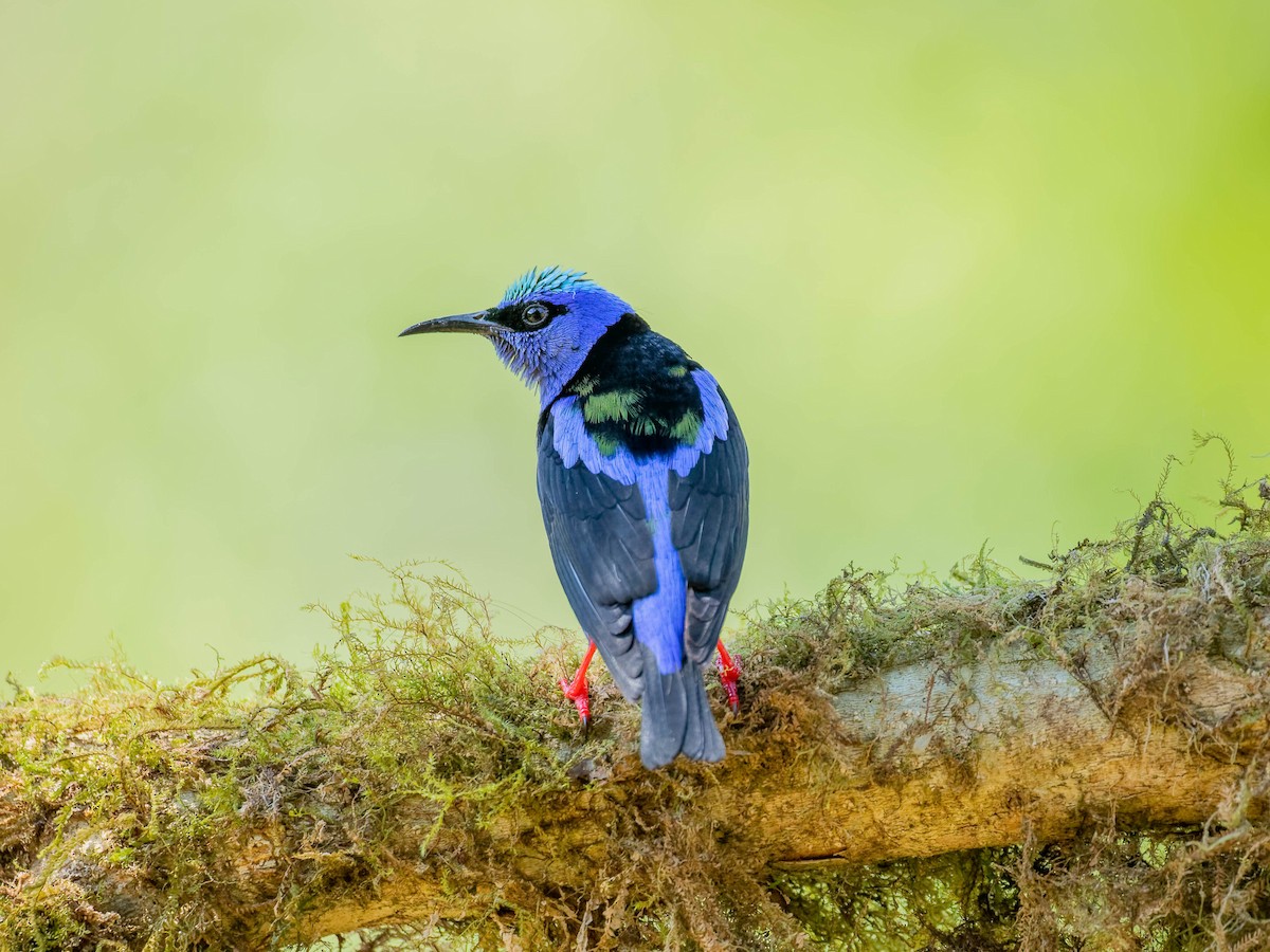 Red-legged Honeycreeper - ML646330637