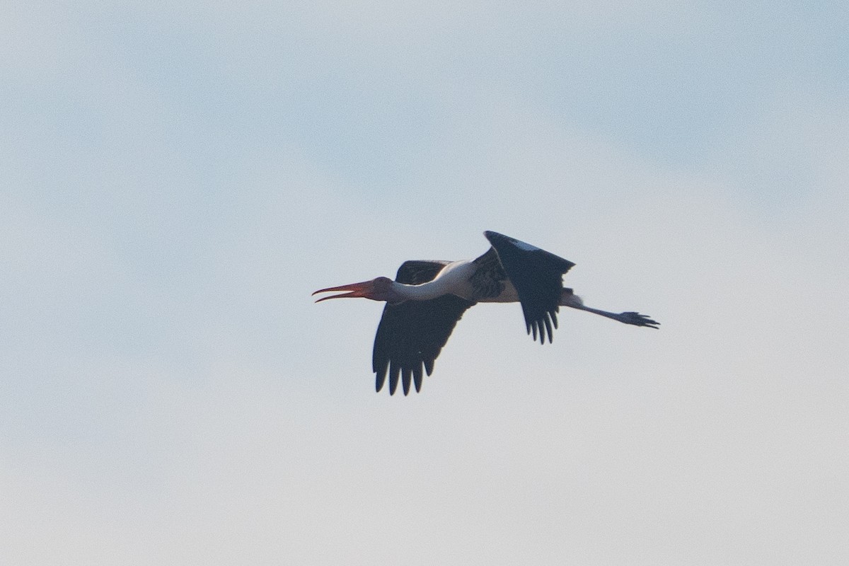 Painted Stork - ML646330639
